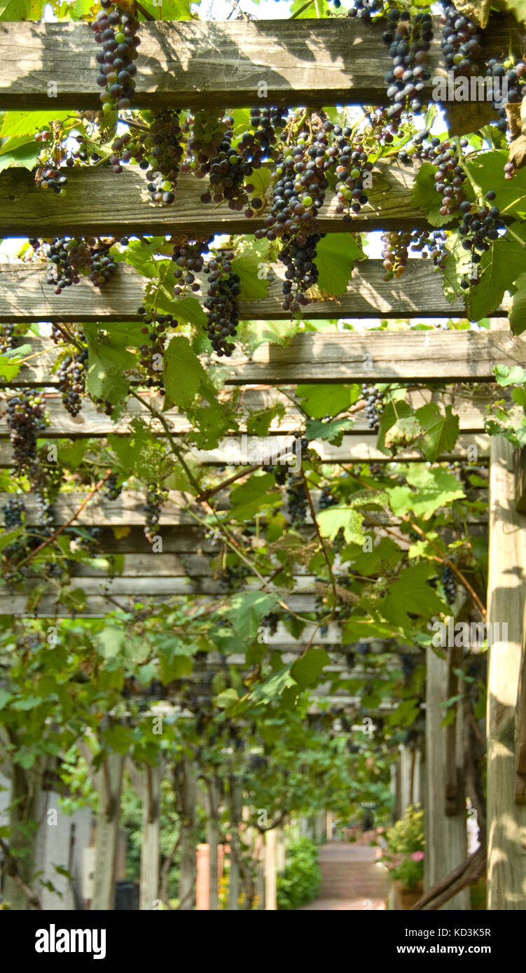 Pergola grapes hires stock photography and images Alamy