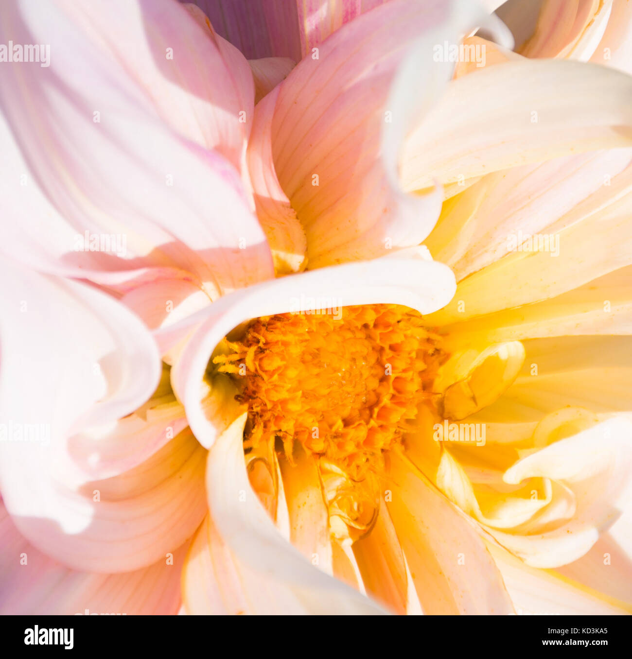 Close up of the multiple pink and off white petals of a dahlia. The center of the flower is gold. Shallow depth of field in sunlight. Stock Photo