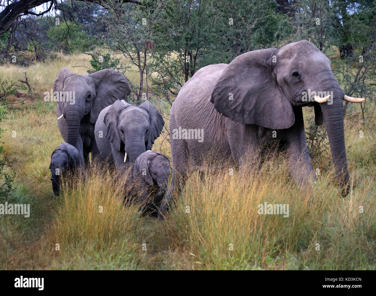Elephants in the Okavango Delta,Botswana Stock Photo