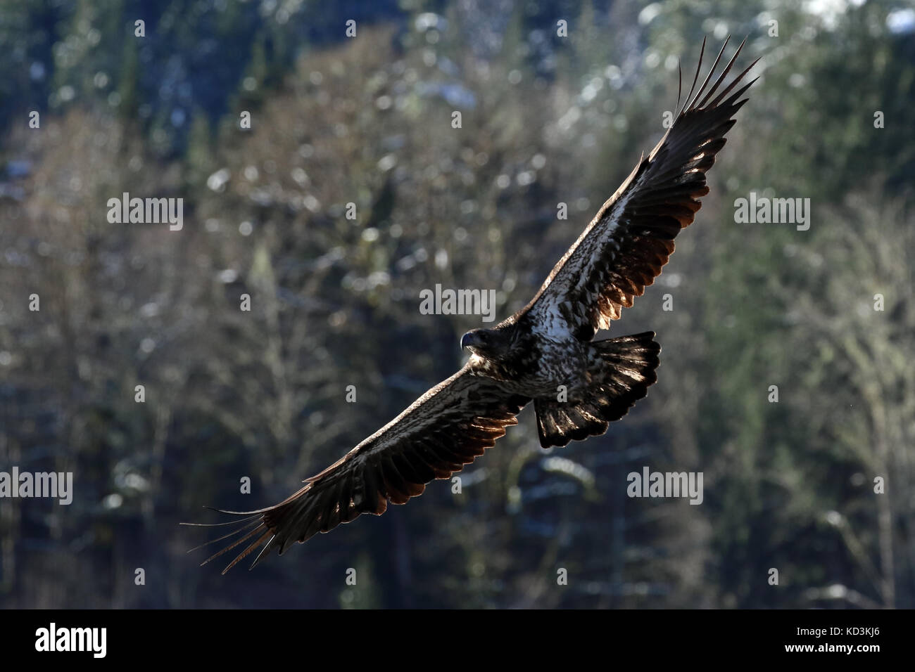 Juvenile bald eagle in flight Stock Photo