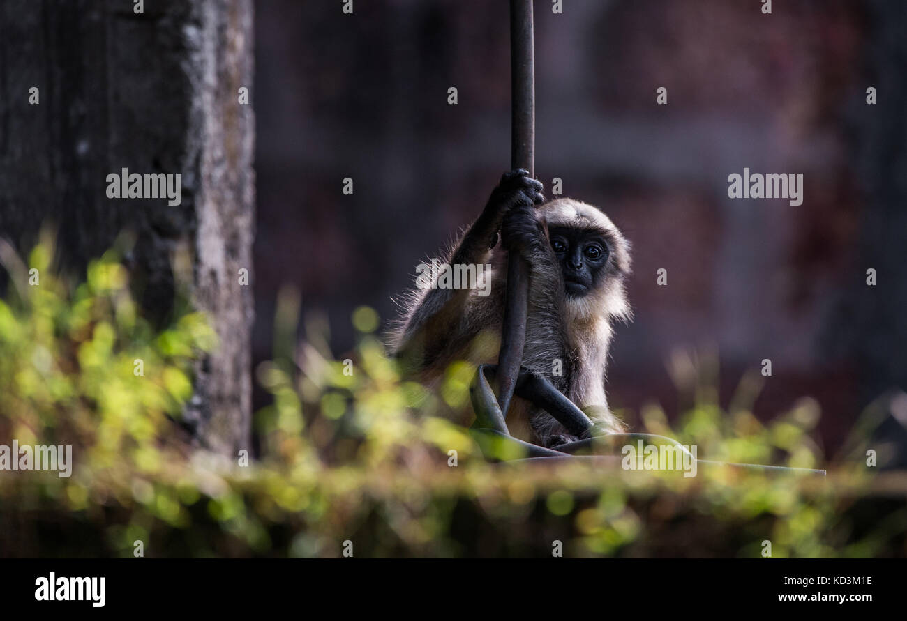 A juvenile gray langur hanging Stock Photo