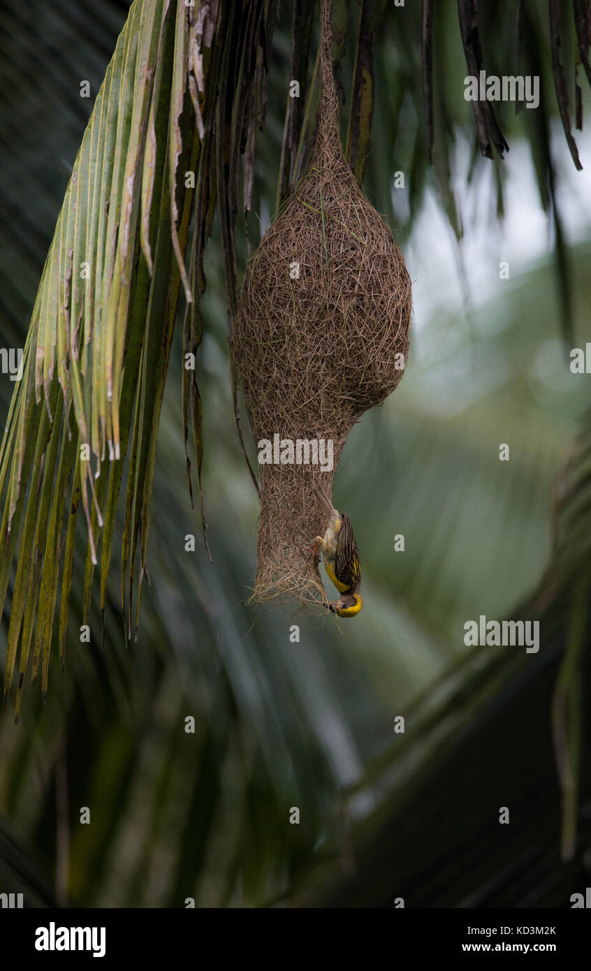 A Baby Weaver bird Weaving the nest for breeding Stock Photo Alamy