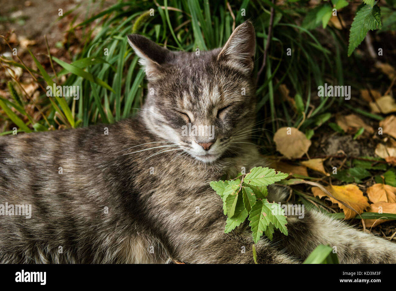 Sleeping cat.Grey cat. Cat on the green grass. Free cat. Resting cat. Cat portrait. Stock Photo