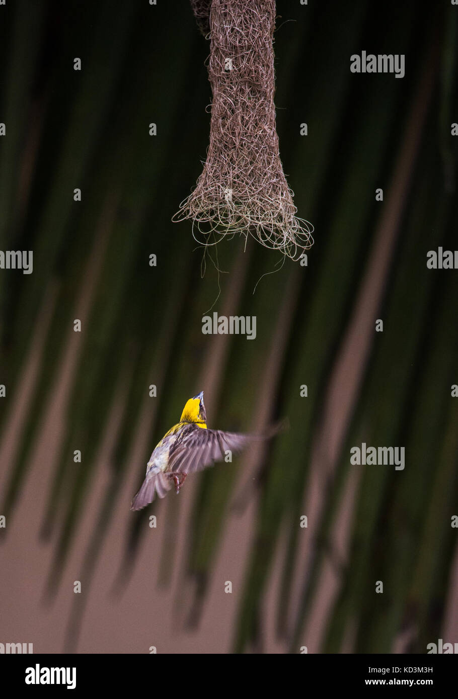 A baby weaver bird flying into the nest with food Stock Photo Alamy