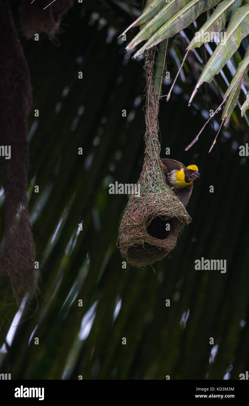 A baby weaver bird busy weaving the nest Stock Photo Alamy
