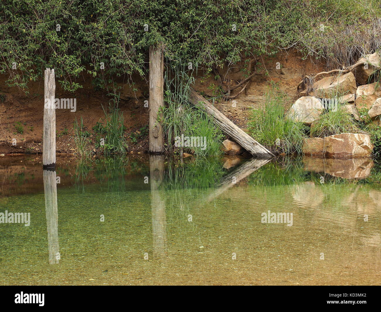 A quiet creek/pond with logs, plants and rocks reflecting on the calm surface of the water in country Australia. Clear, fresh water stream. Stock Photo