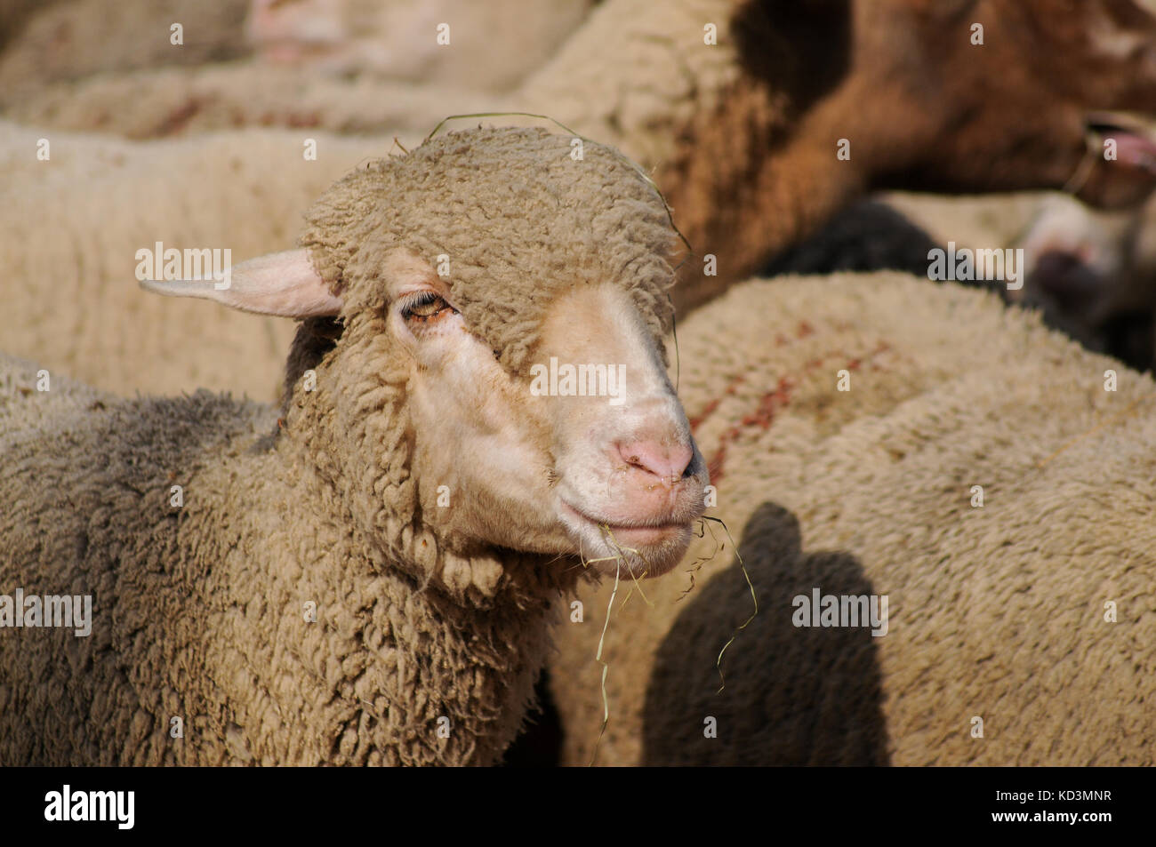 French sheep breeders protest againts rising of wolf attacks on their ...