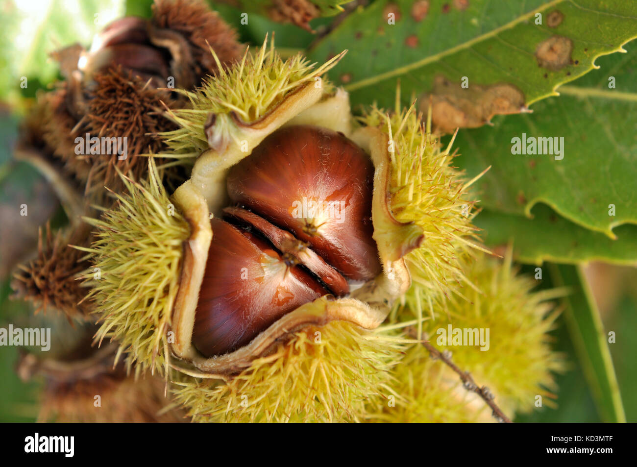 Water chestnut harvest hires stock photography and images Alamy