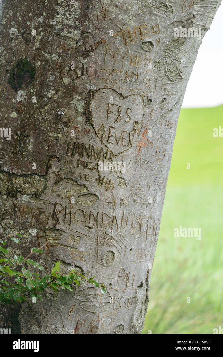 Initials and hearts carved into the trunks of the ancient Beech Trees Stock Photo