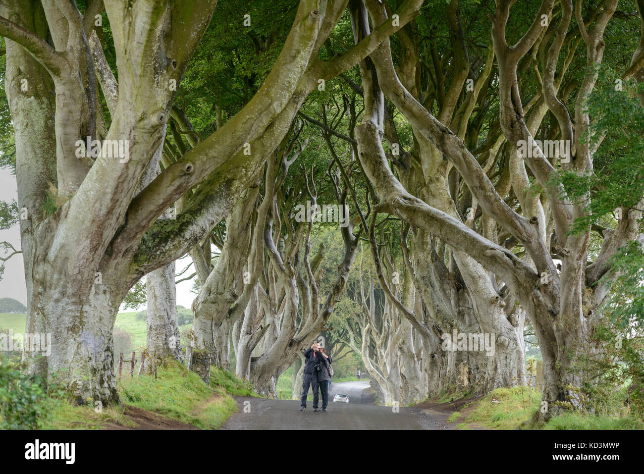 Avenue of ancient beech trees at Bregagh Road, Ballymoney, County
