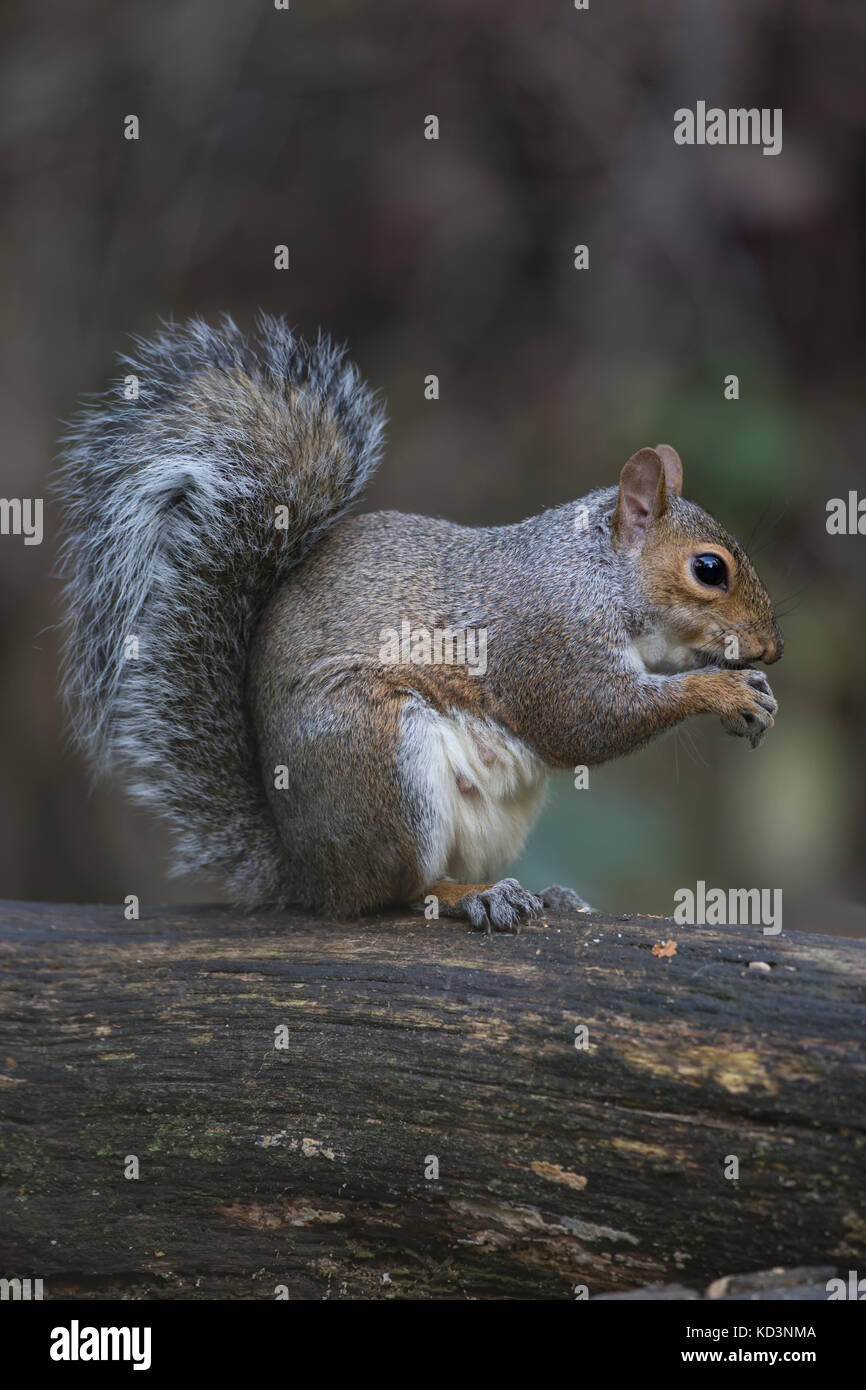 Grey Squirrel Sciurus carolinensis close up eating a nut and sitting on a branch Stock Photo
