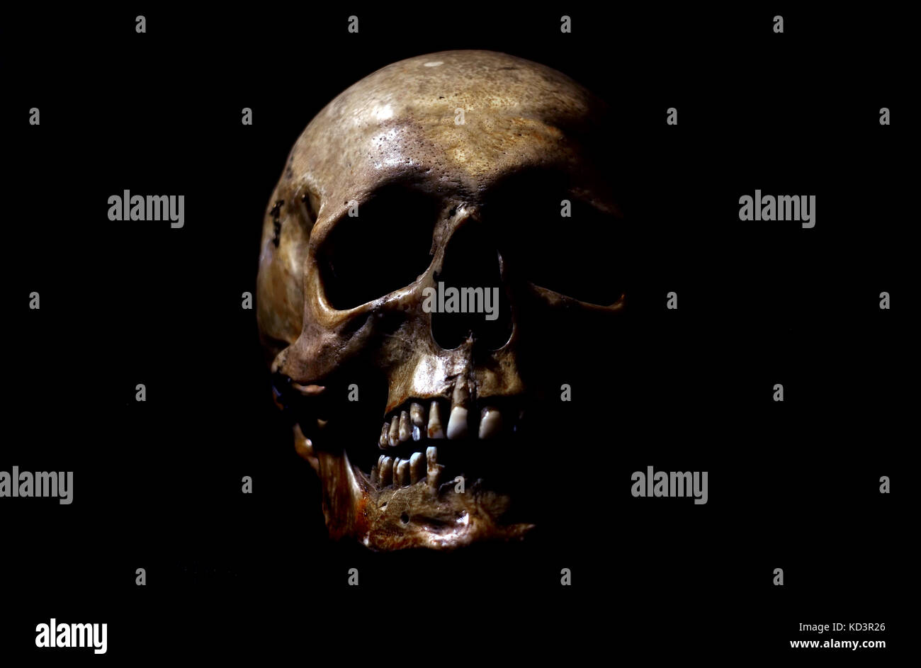 Real human skull on black background Stock Photo