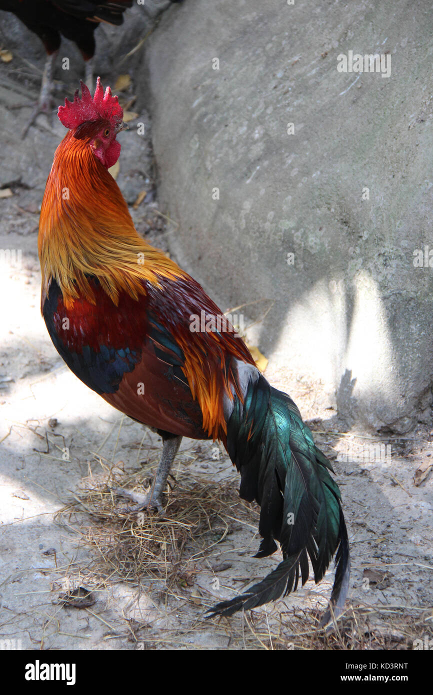 ayam hutan untuk dijual 2017