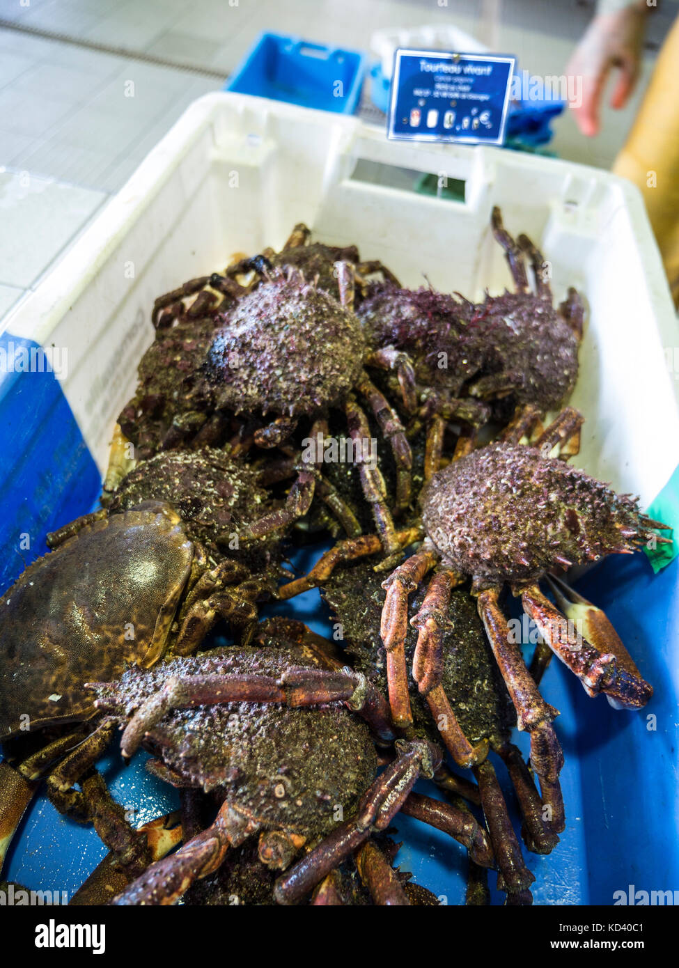 Live Spider Crab (maja squinado) on sale at Port-Belon harbour fish market Brittany France Stock Photo