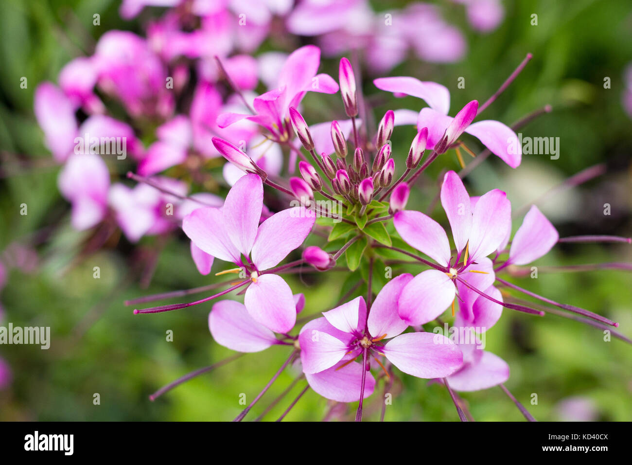 Close up of Cleome Senorita Rosalita flowers in an English garden, Dorset, UK Stock Photo
