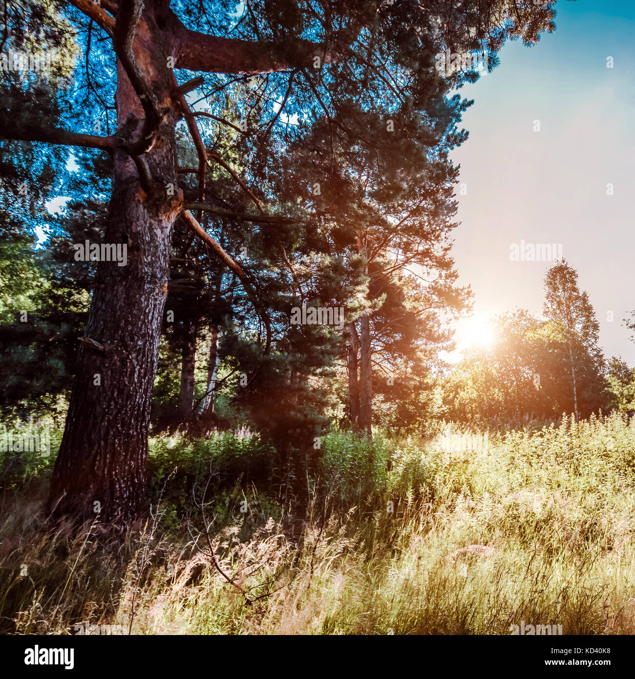 Plants ecology hi-res stock photography and images - Alamy