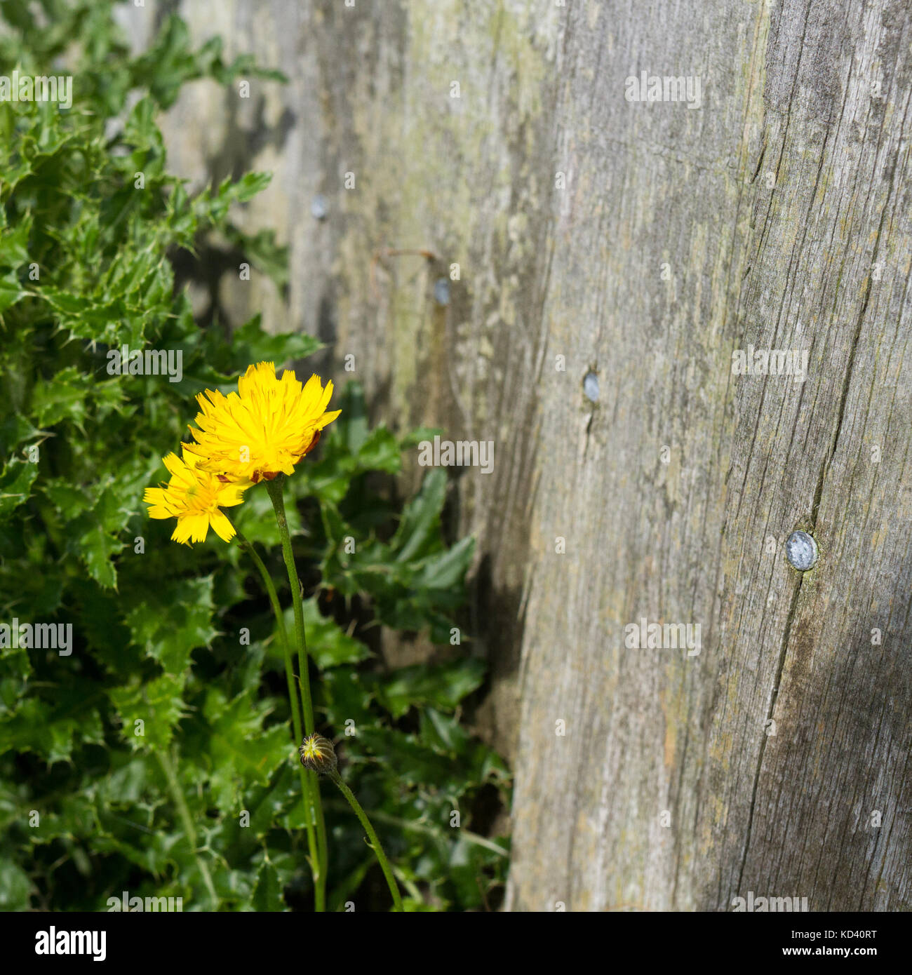 Mouse ear hawkweed (Hieracium pilosella), growing by a garden fence, UK Stock Photo