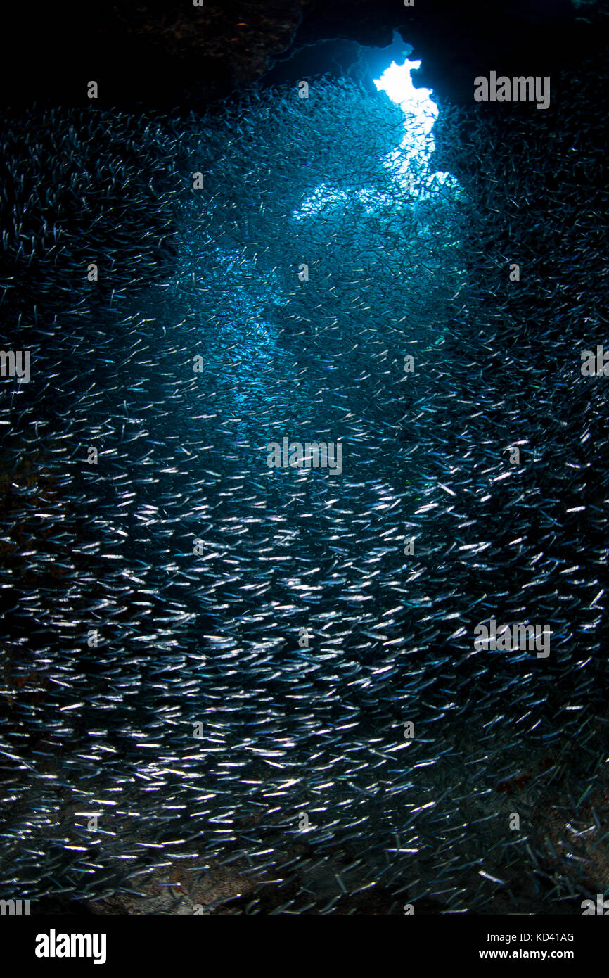 A dense school of silversides hides among the shadows of a dark, underwater grotto in Grand Cayman, Caribbean Sea. Stock Photo