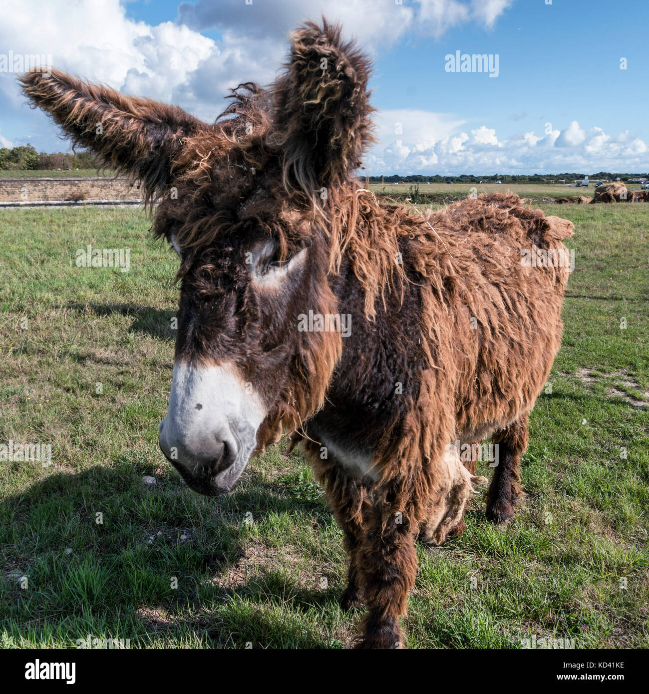 Saint Martin en Re,  hairy donkey,  Ile de Re, Nouvelle-Aquitaine, french westcoast, france, Stock Photo
