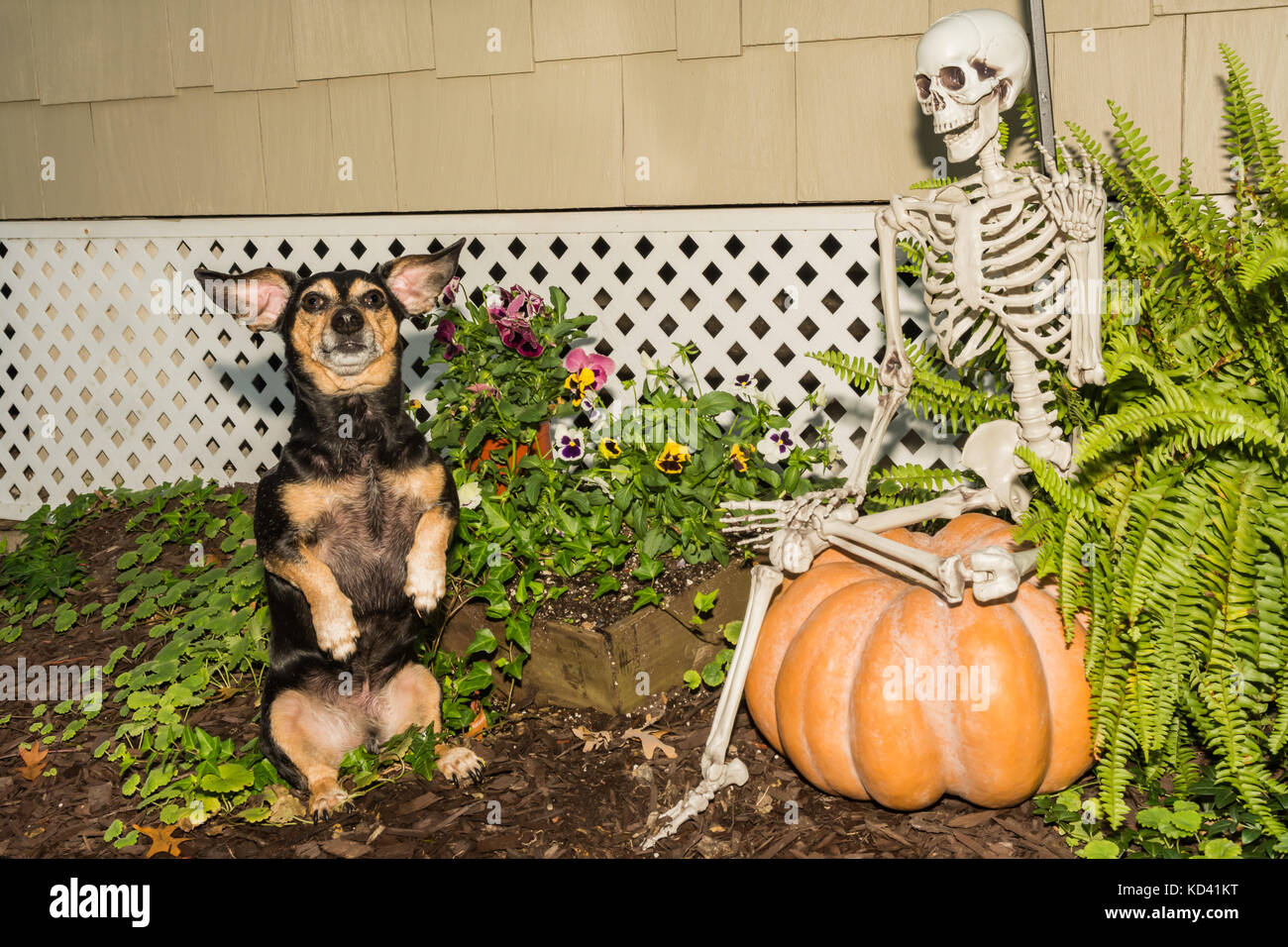 A cute dog begging for a treat on Halloween. Stock Photo