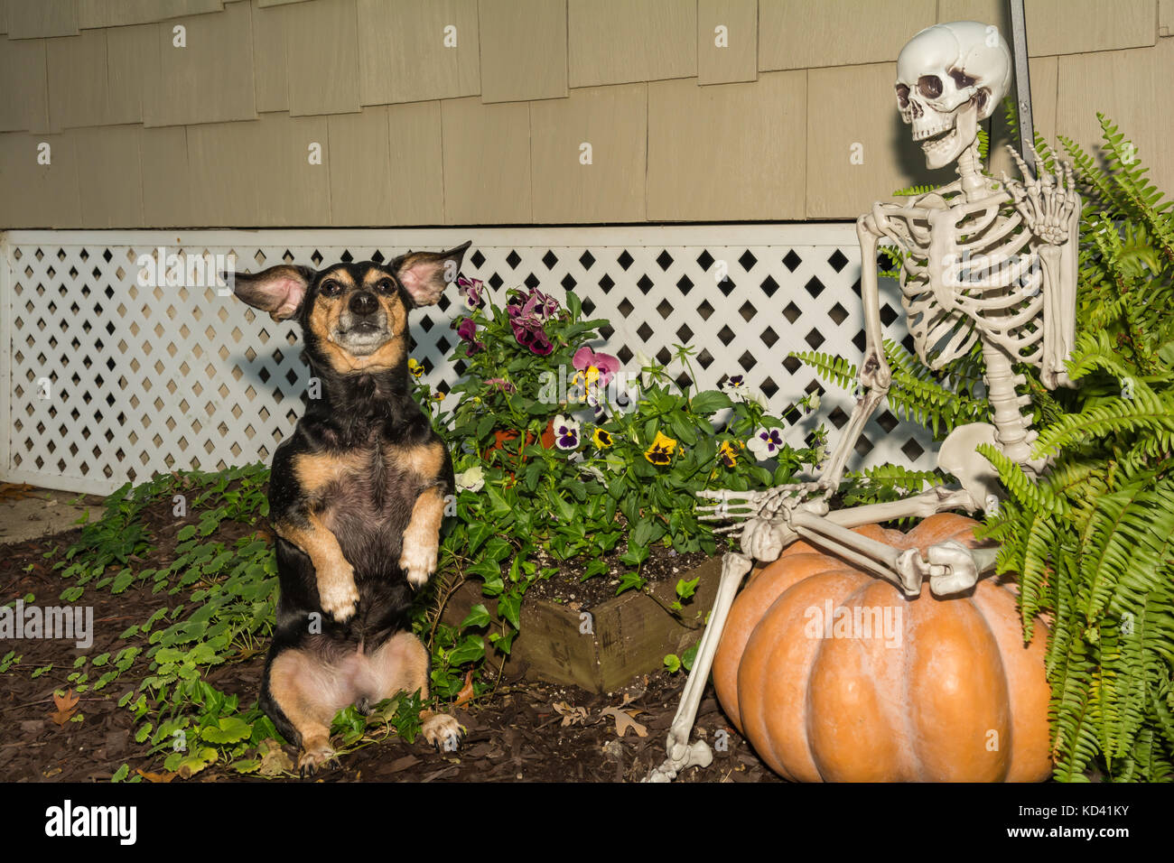 A cute dog begging for a treat on Halloween. Stock Photo