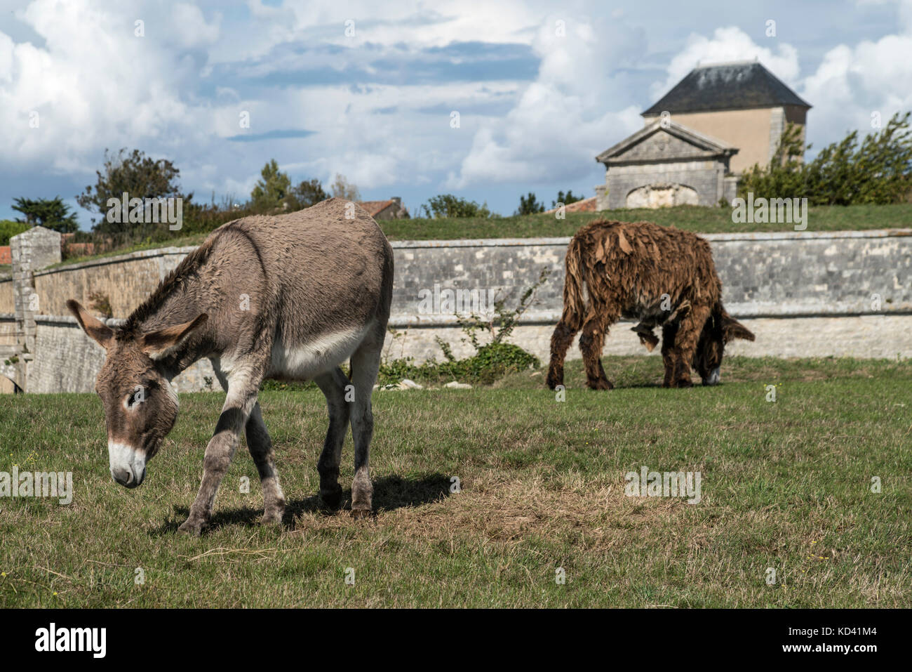 Saint Martin en Re,  donkeys,  Ile de Re, Nouvelle-Aquitaine, french westcoast, france, Stock Photo
