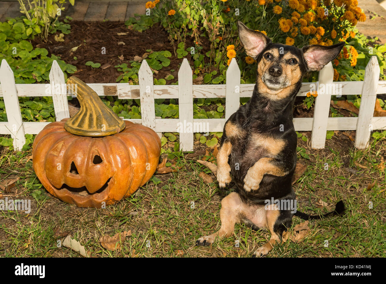 A cute dog begging for a treat on Halloween. Stock Photo