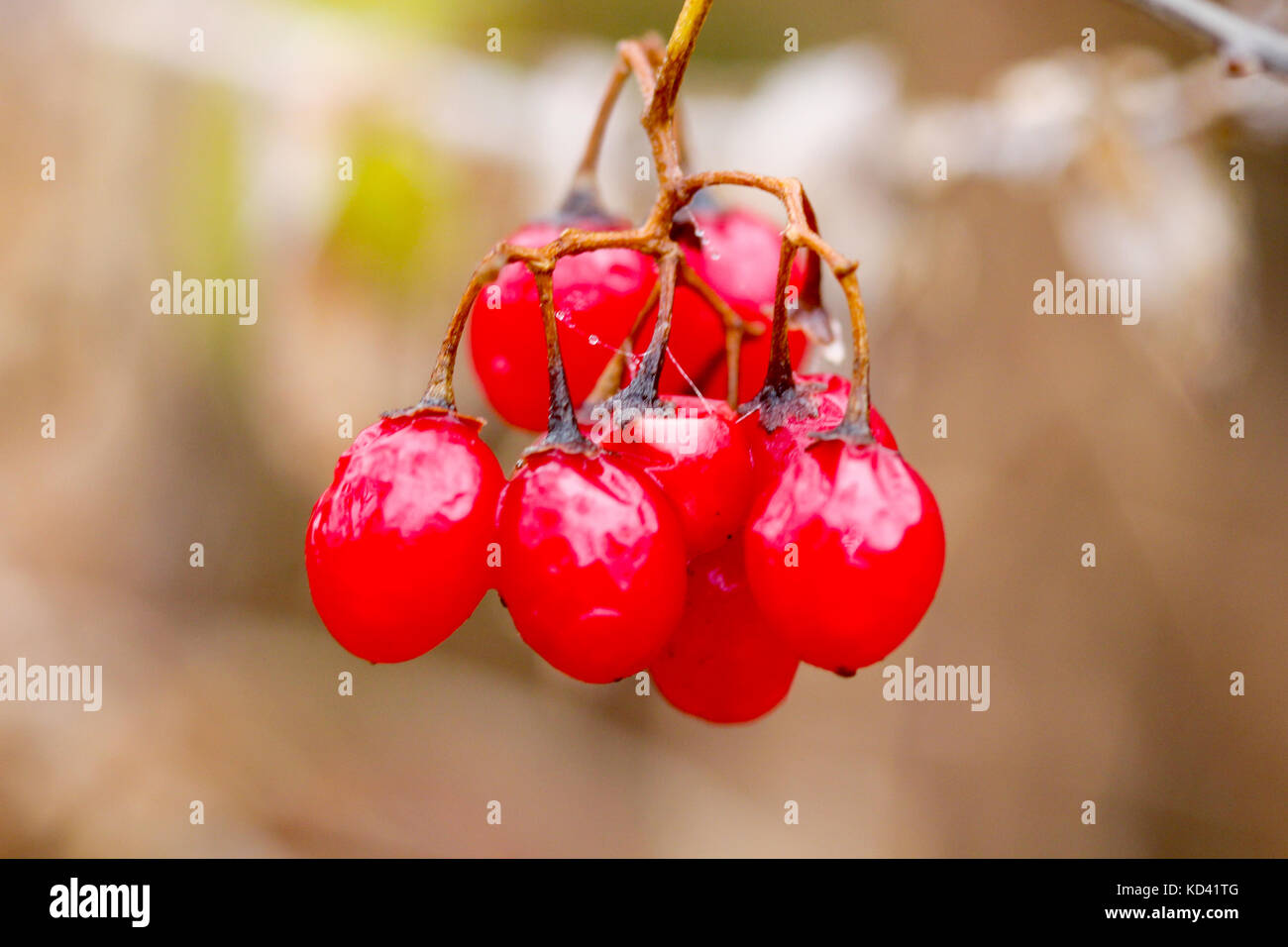 picture of a red berries close up, morning shot Stock Photo