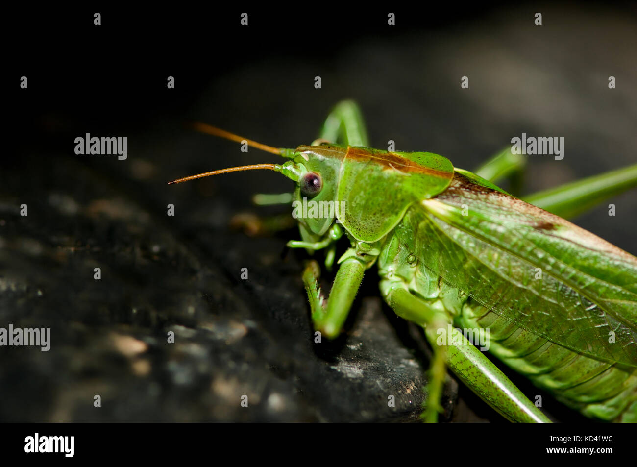 Emerald green grasshopper on black uneven surface. From rear with legs, wings, antenna and left eye visible. Details. Copy space Stock Photo