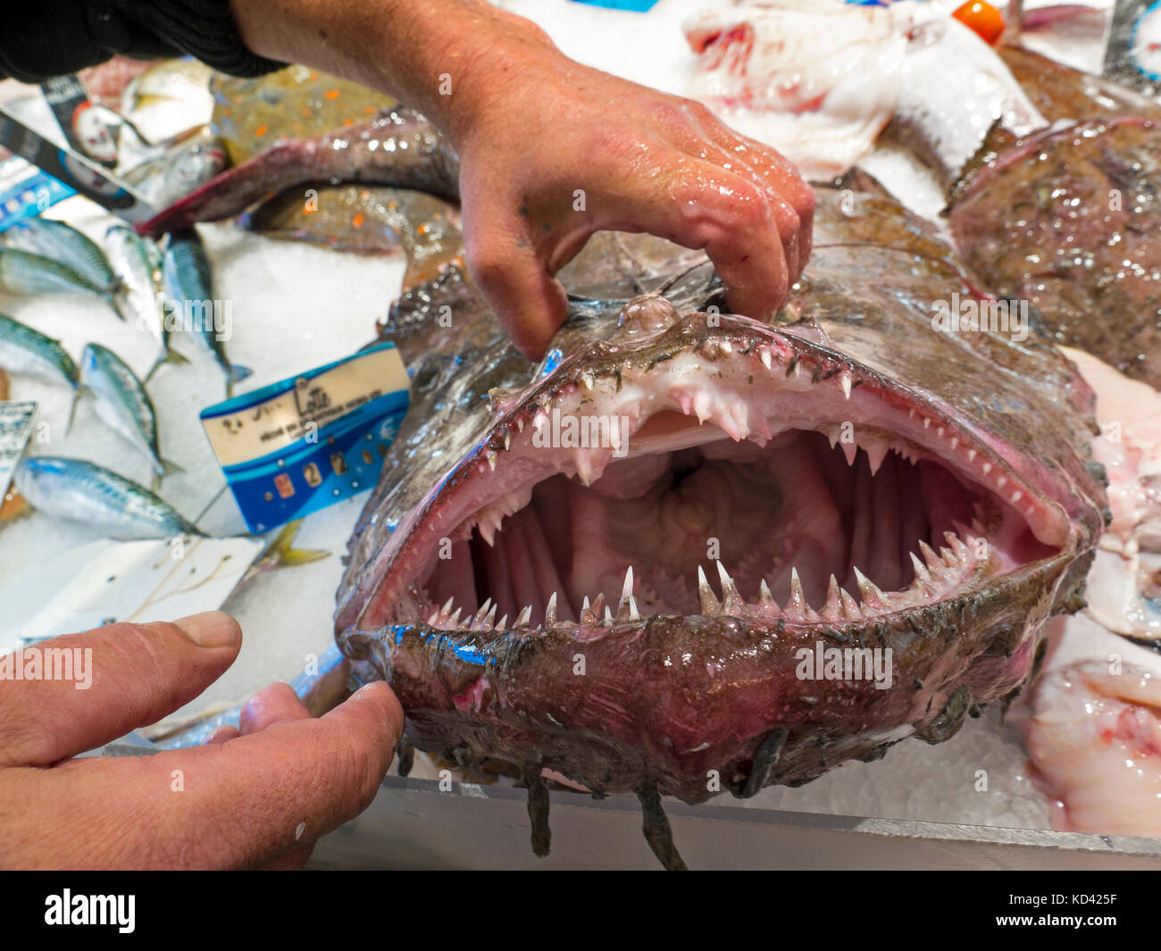 MONKFISH JAWS TEETH French Breton fishmonger displays the awesome open jaws of the sharp toothed Monkfish on his fish market stall Brittany France Stock Photo