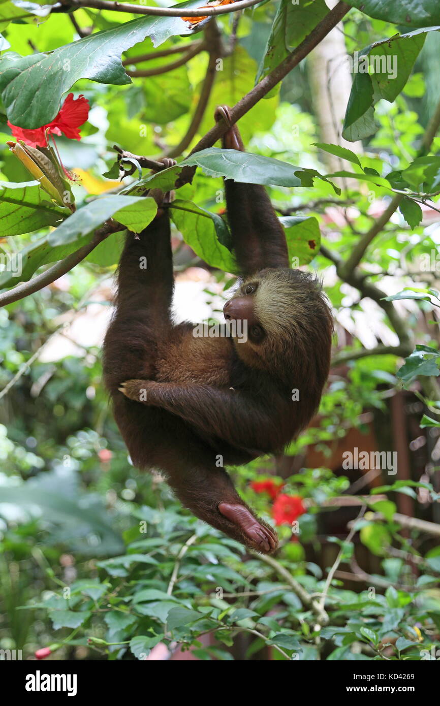 Two-Toed Sloth (Choloepus hoffmanni), Jaguar Rescue Centre, Punta Cocles, Puerto Viejo de Talamanca, Limón province, Costa Rica, Central America Stock Photo