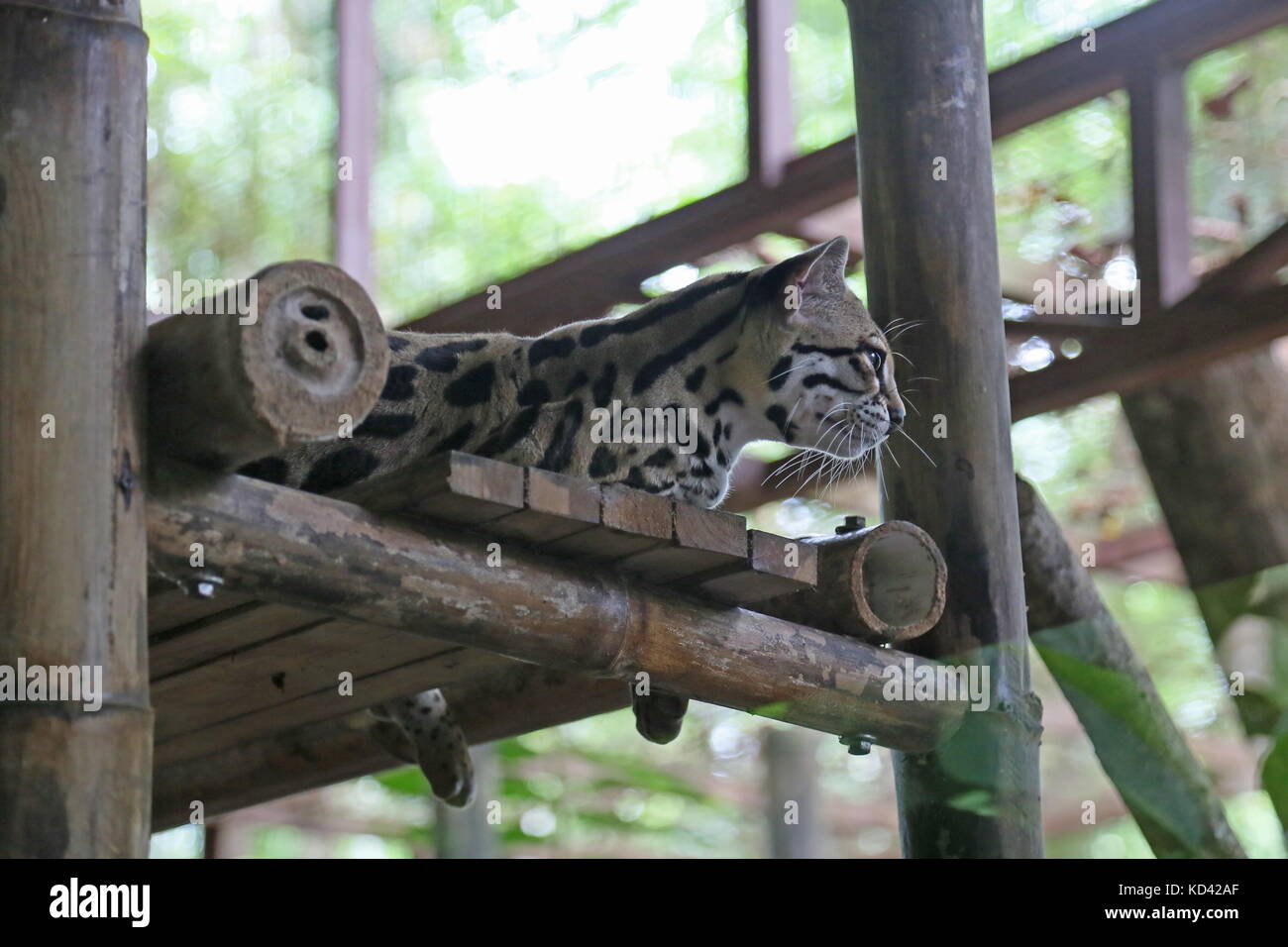 Margay (Leopardus wiedii), Jaguar Rescue Centre, Punta Cocles, Puerto Viejo de Talamanca, Limón province, Costa Rica, Central America Stock Photo