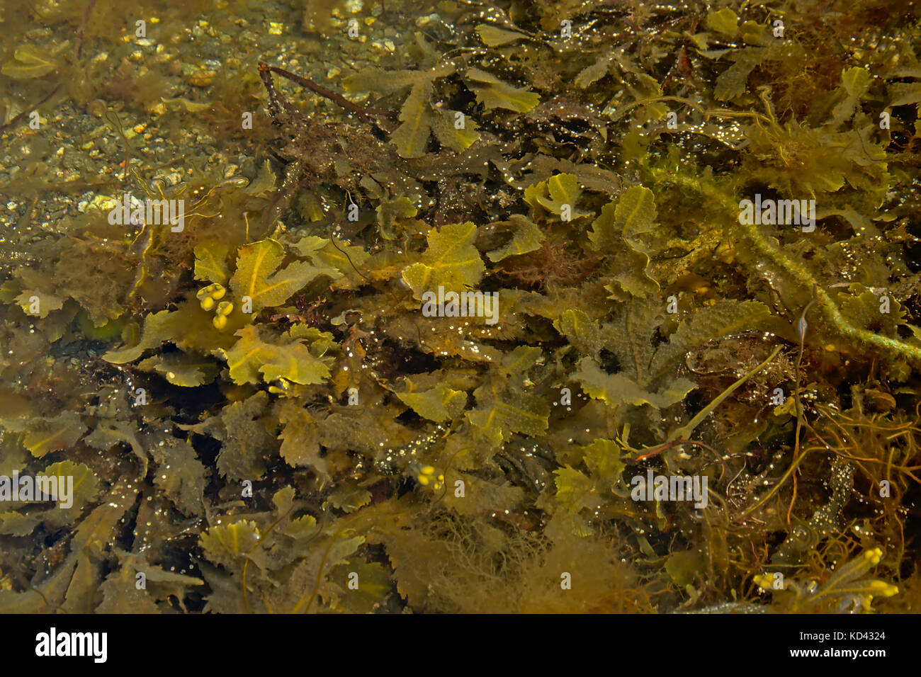 Submerged aquatic plants hi-res stock photography and images - Alamy