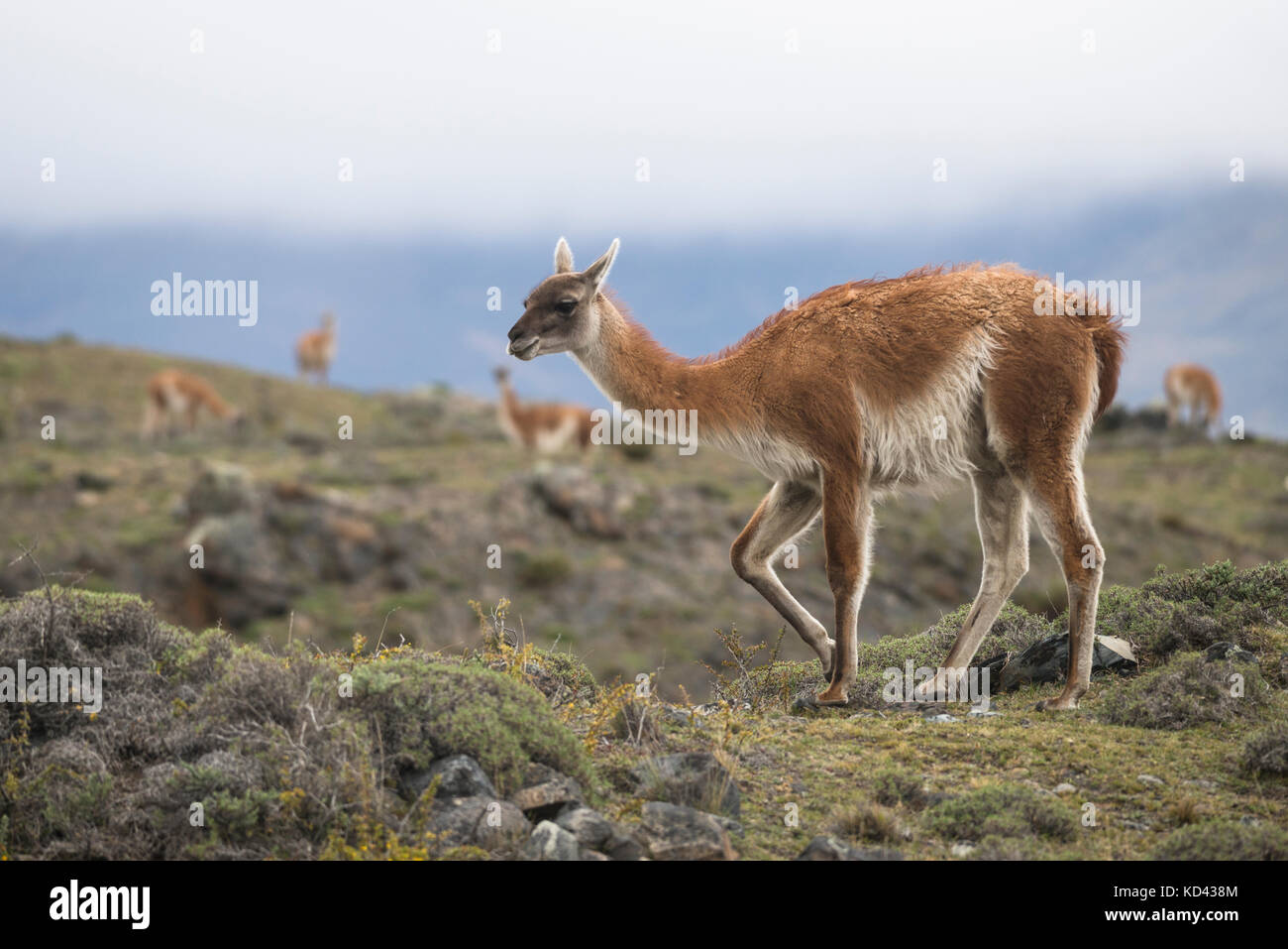 A Guanaco from Torres del Paine National Park, Chile Stock Photo