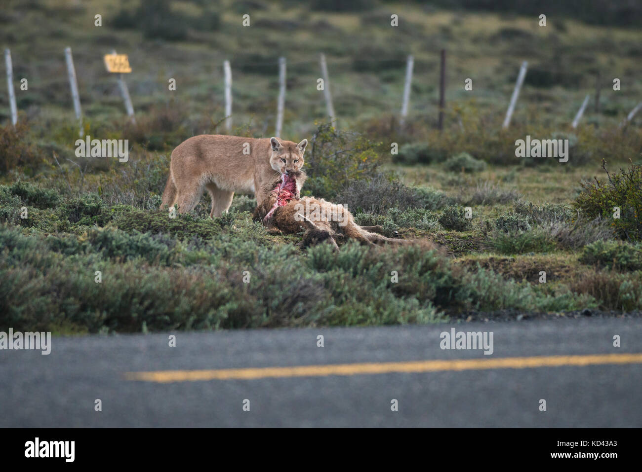A Puma near Torres del Paine NP with a recently killed Guanaco, right  besides a paved road Stock Photo - Alamy