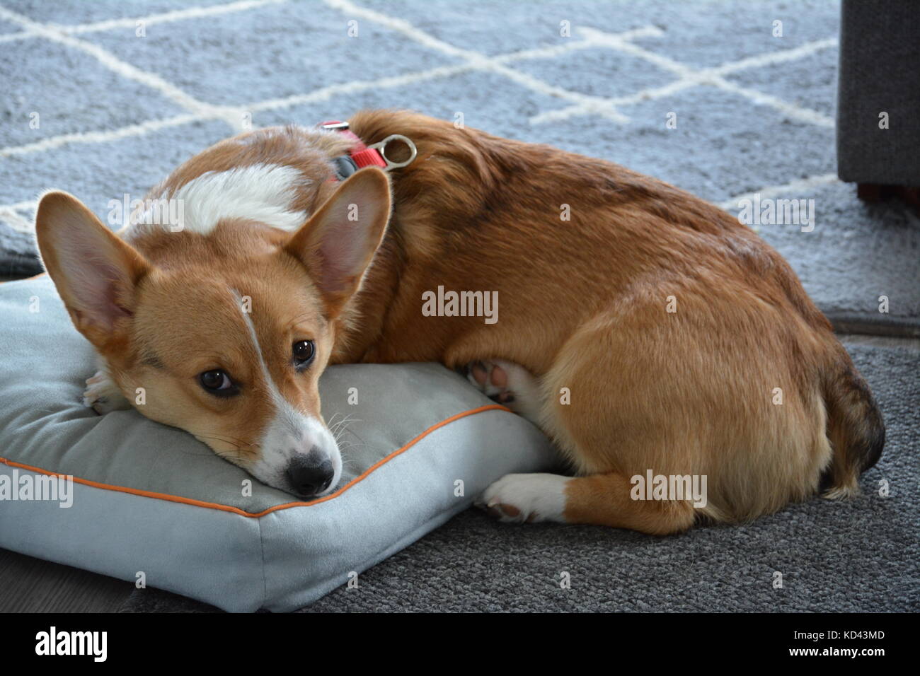 A cute Welsh Pembroke corgi playing and loafing about Stock Photo