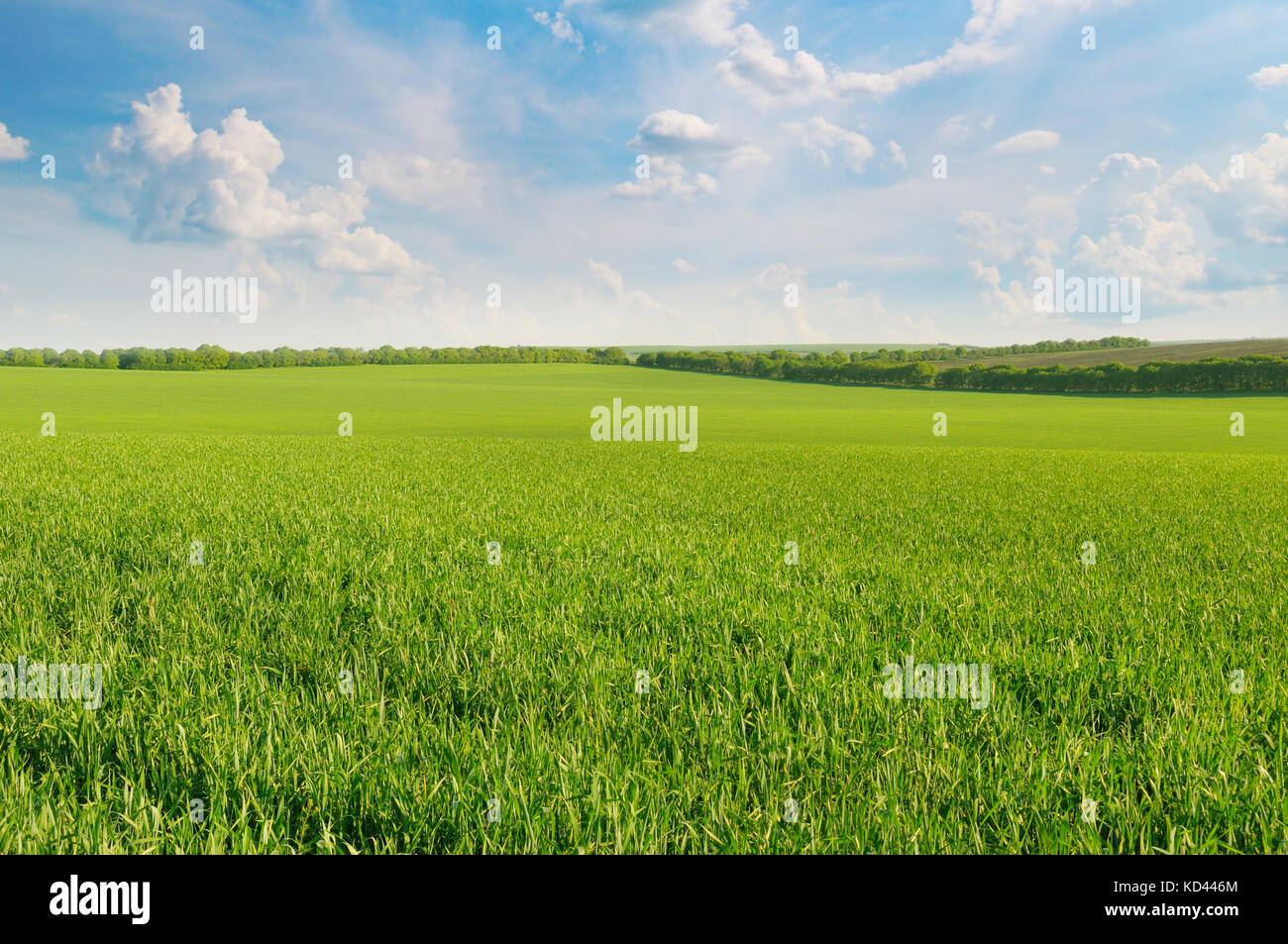 green field and blue sky with light clouds Stock Photo - Alamy