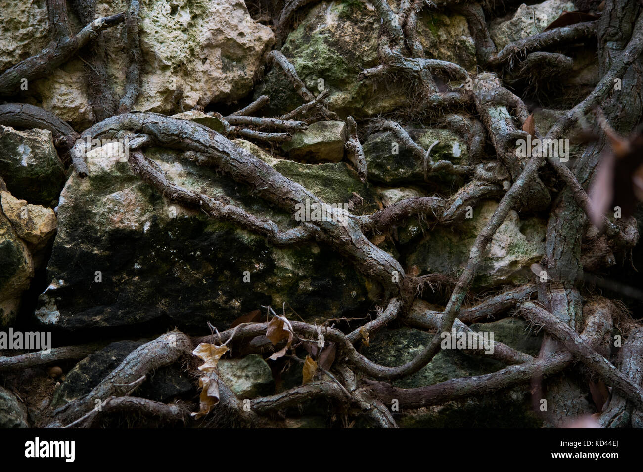 The roots of a tree making their way through the uneven stones of a rubble wall in the Buskett woodland in Malta, wall appears haunting, mysterious Stock Photo