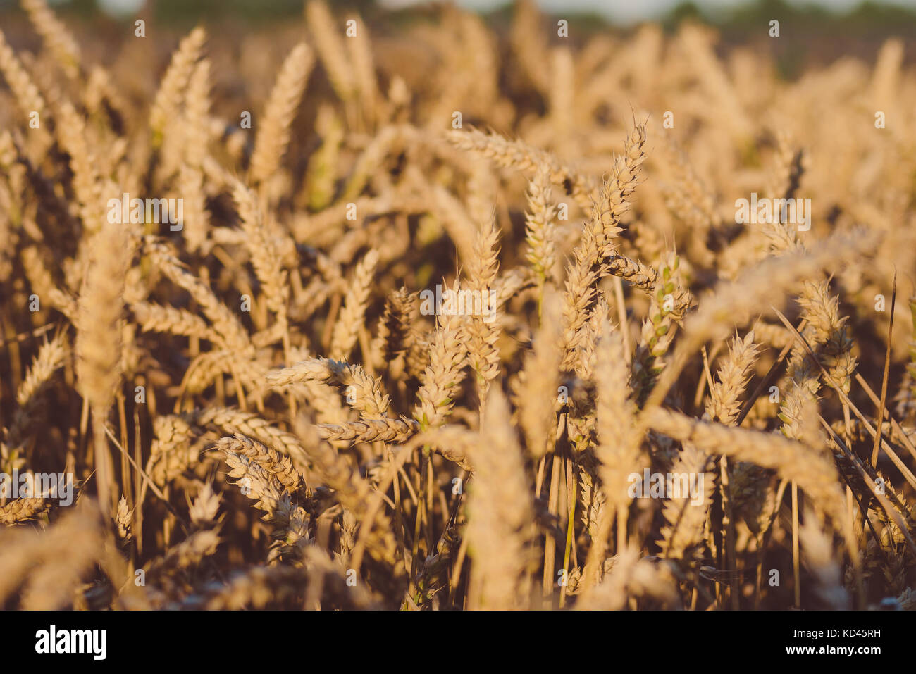 Dry golden wheat spikes on sunny day ready for harvest Stock Photo