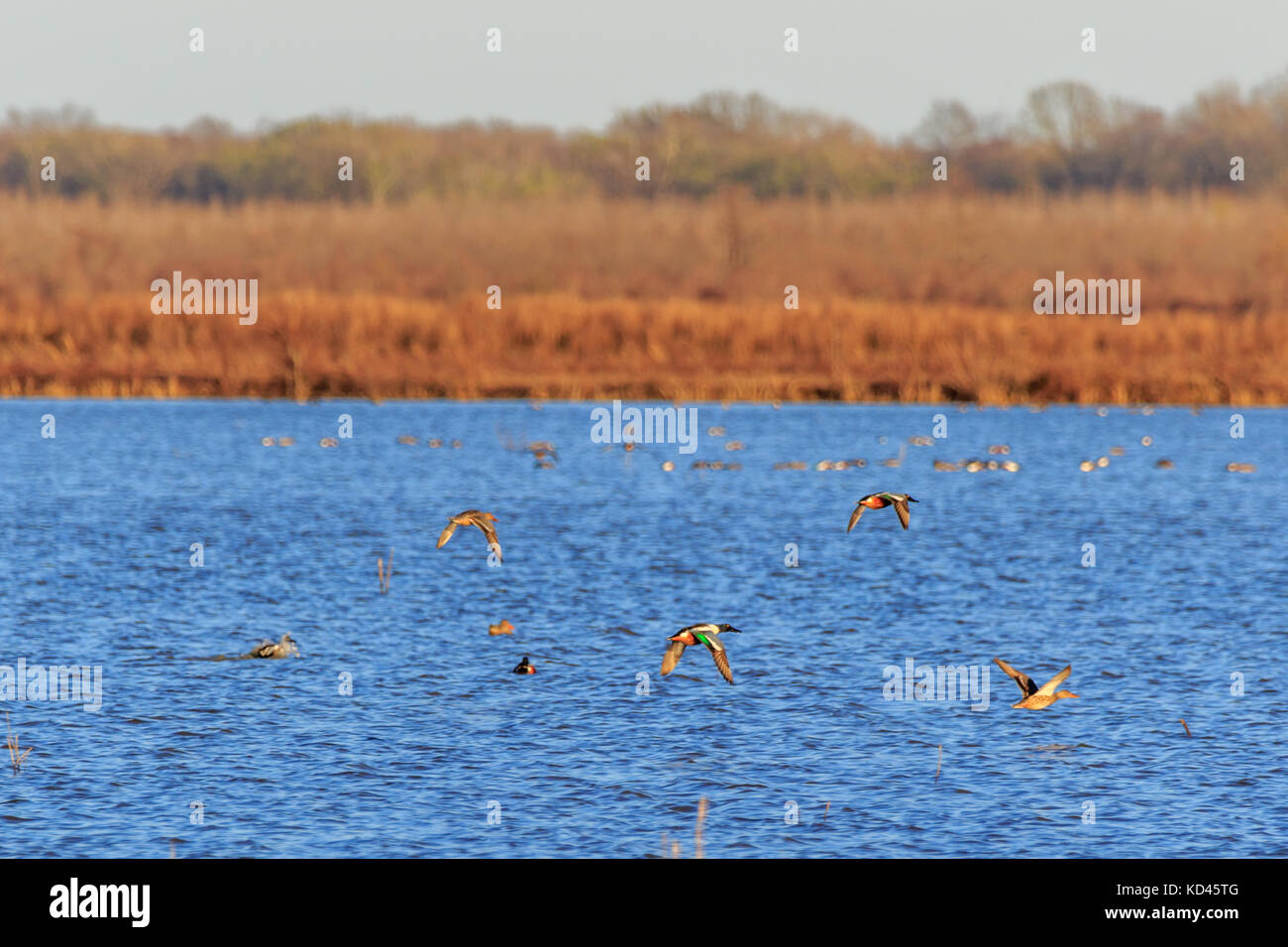 Wild Ducks taking flight as I exit the car to get some pictures of them