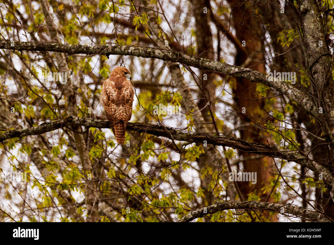 A Red Shouldered Hawk Resting on a tree limb at the Bald Knob Wildlife