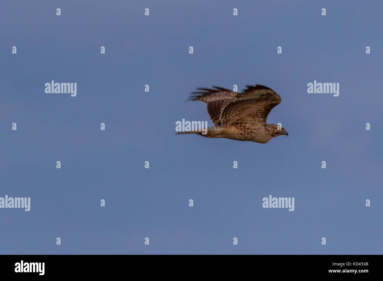 Bird of prey soaring over the wetlands at the Bald Knob Wildlife Refuge