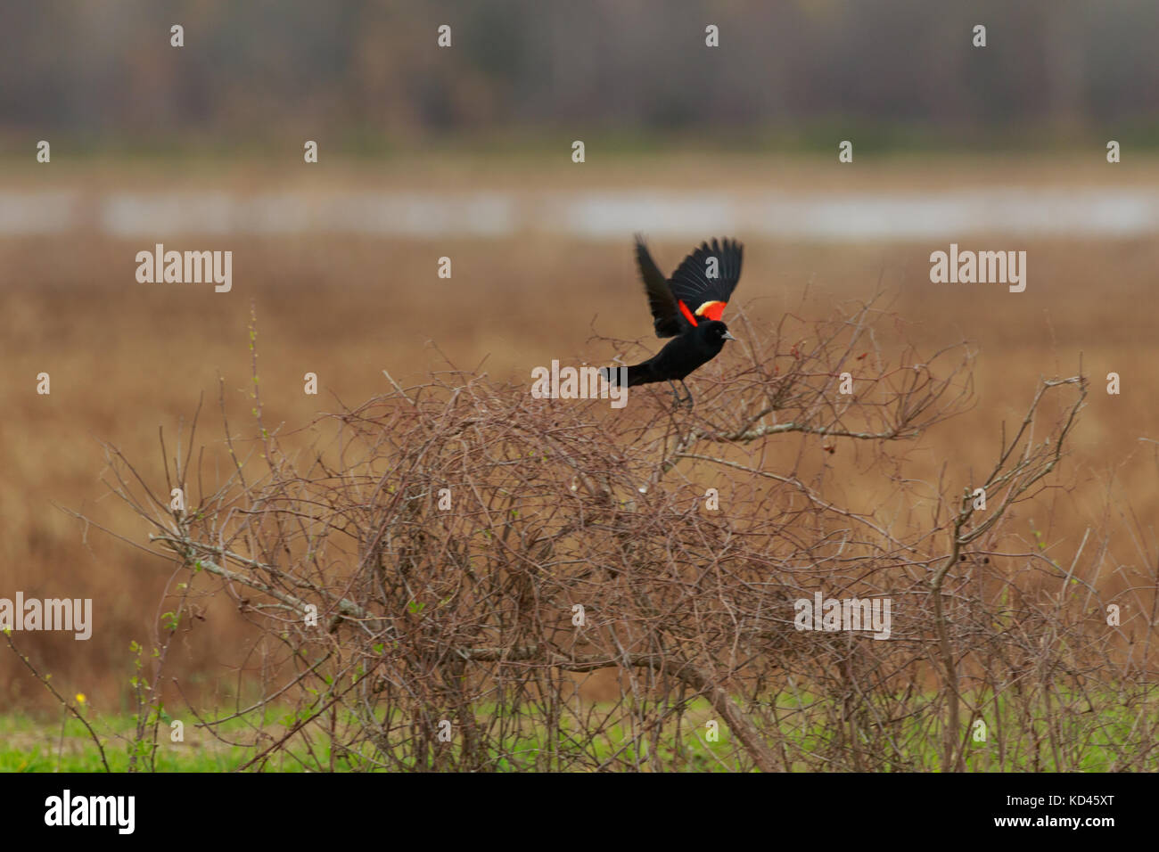 Red Winged Black Bird singing its territorial calls at the Bald Knob