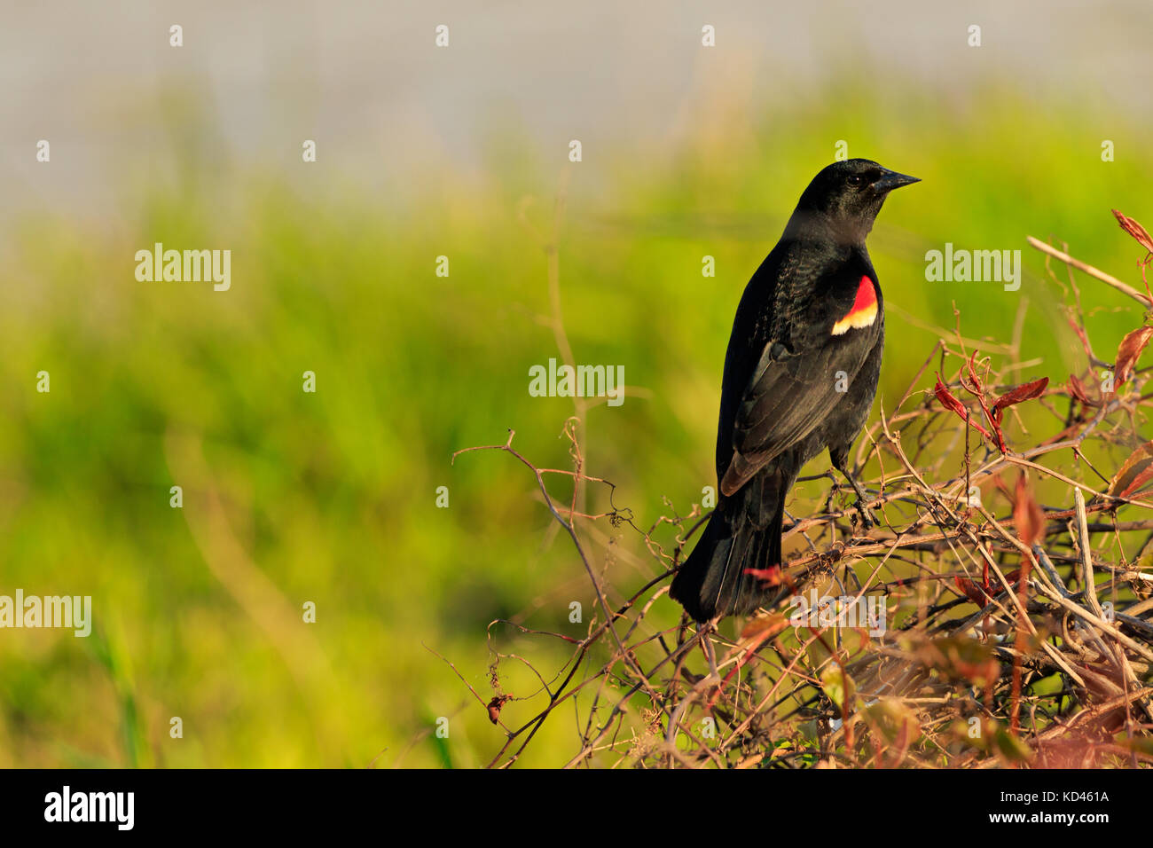 Waiting for a mate at Bald Knob Wildlife Refuge in Bald Knob Arkansas