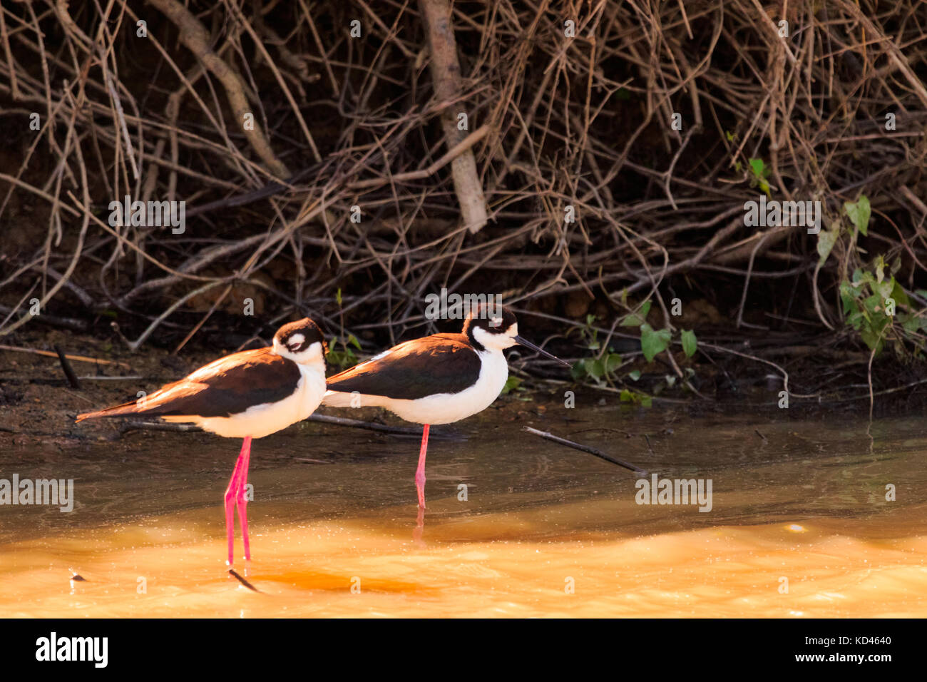 A pair of Black Necked Stilts wading in the water at Bald Knob
