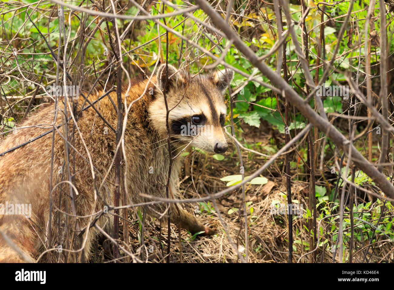A cute mamma Raccoon popped up from the creek bed as we were walking