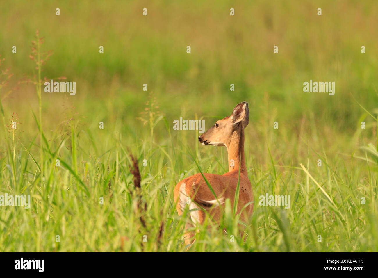 A young female Deer looks to see what the noise was in an open field at