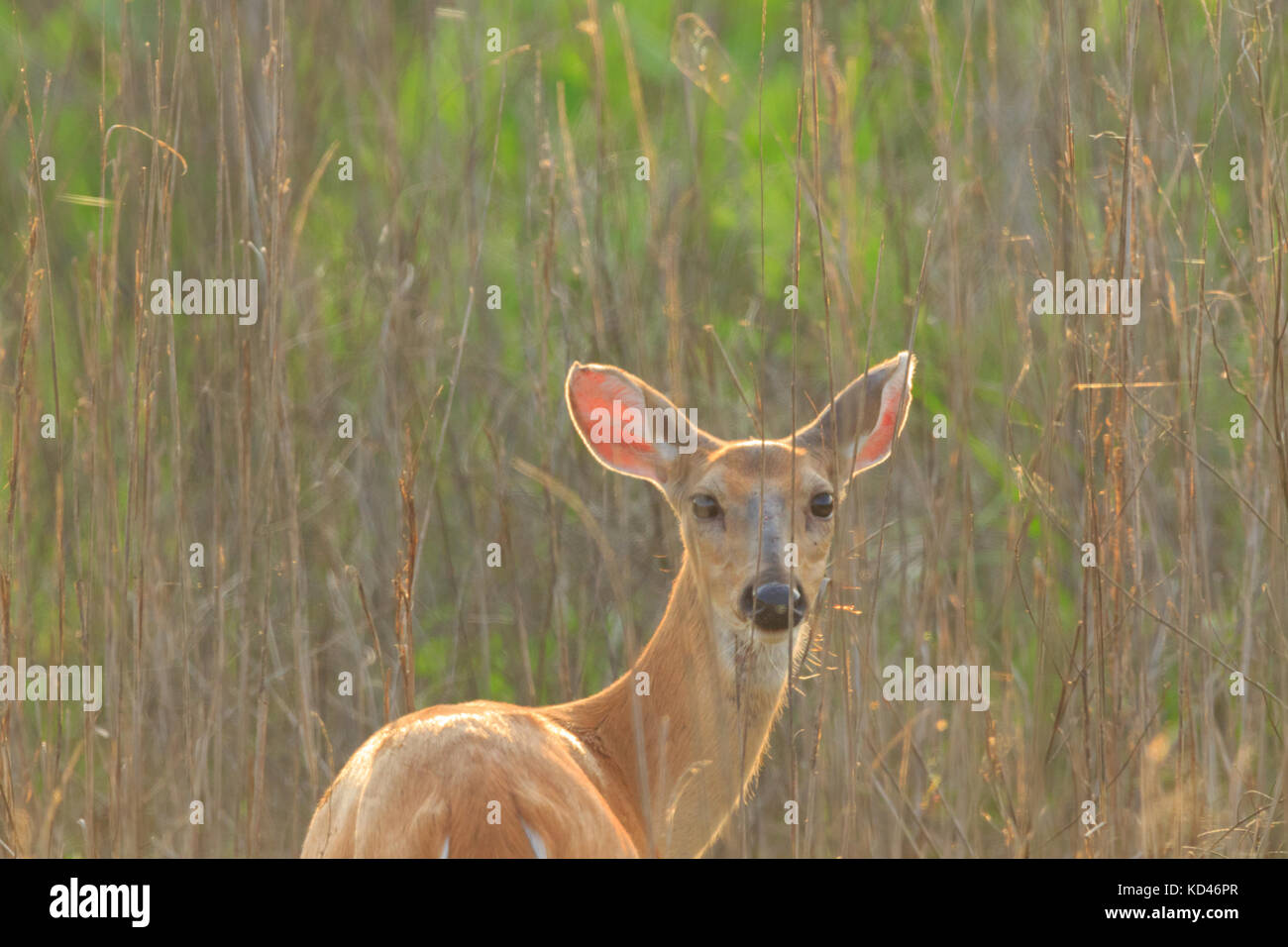 A female Deer in the brush at the Bald Knob Wildlife Refuge locater in