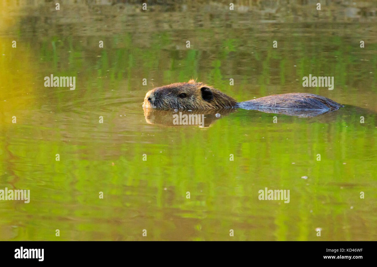 A Beaver swimming in the waters of the Bald Knob Wildlife Refuge