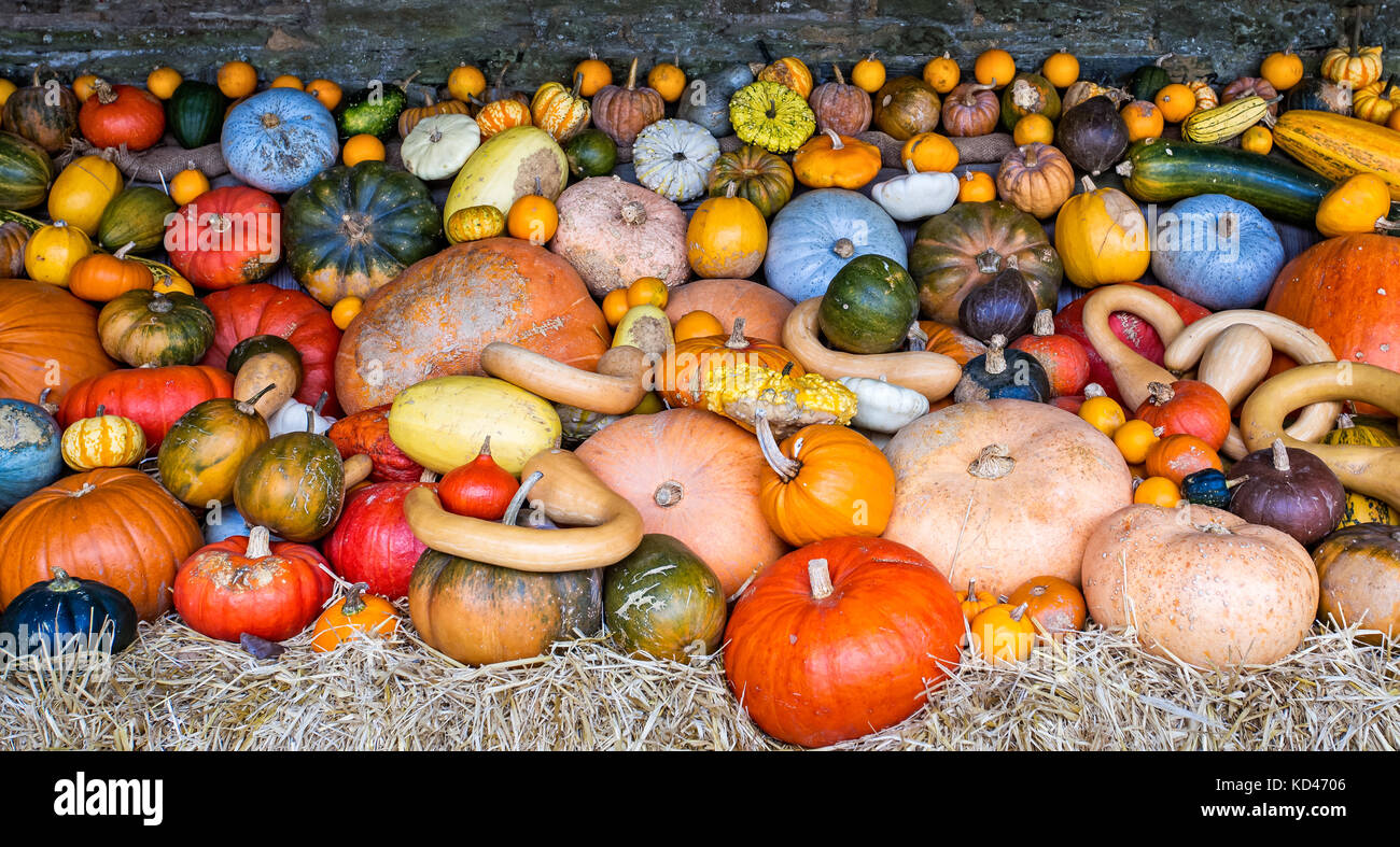 Large assorted collection of colourful pumpkins, squashes and gourds Stock Photo Alamy